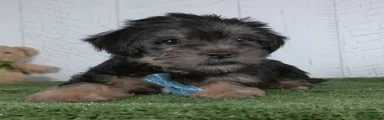 Winnie