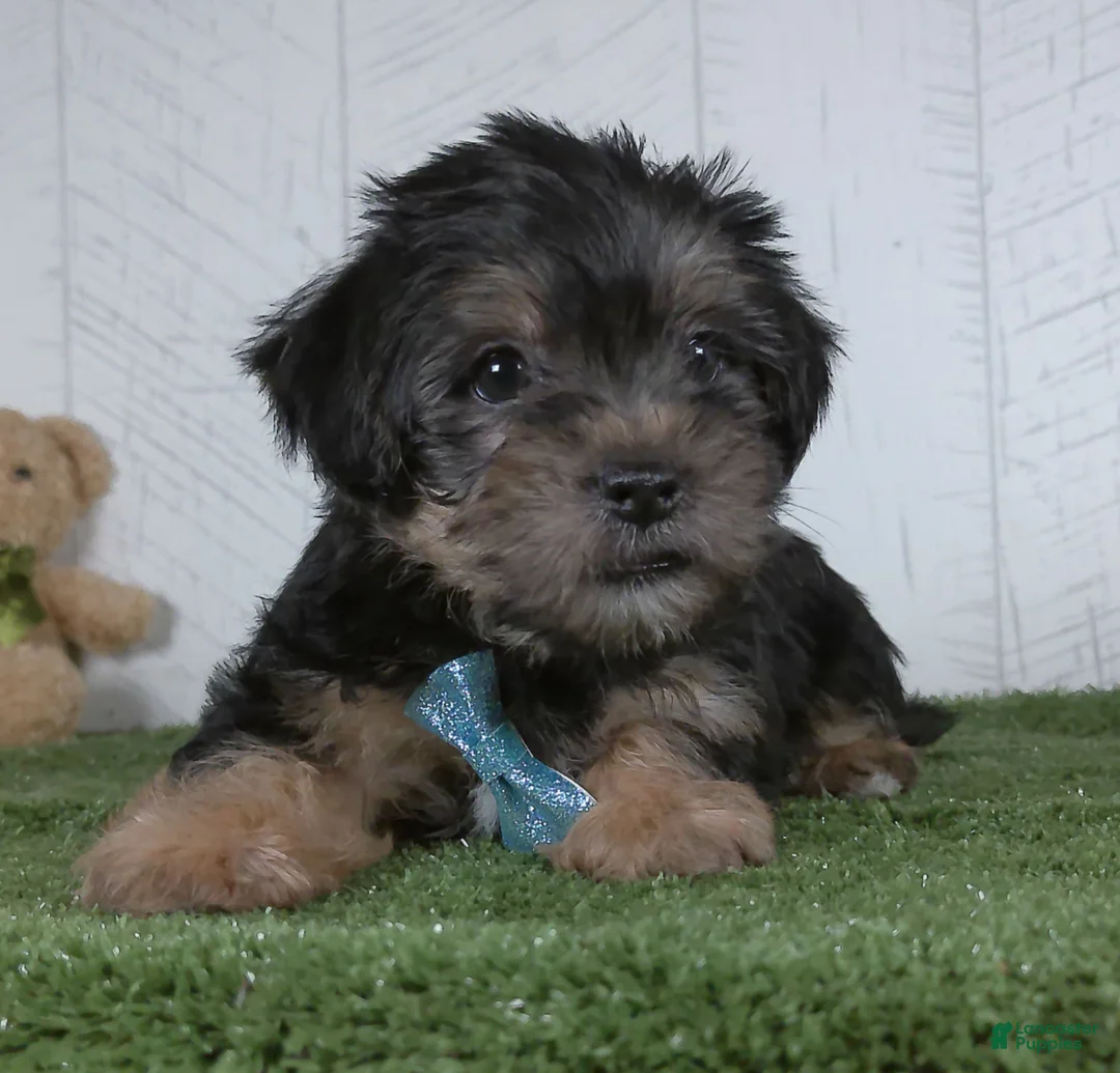 Shorkie dogs for sale: Winnie - Ad 1