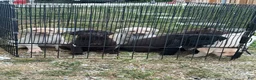 Labrador Retriever dogs for sale: Labrador Retriever Puppy 2 - Ad 8