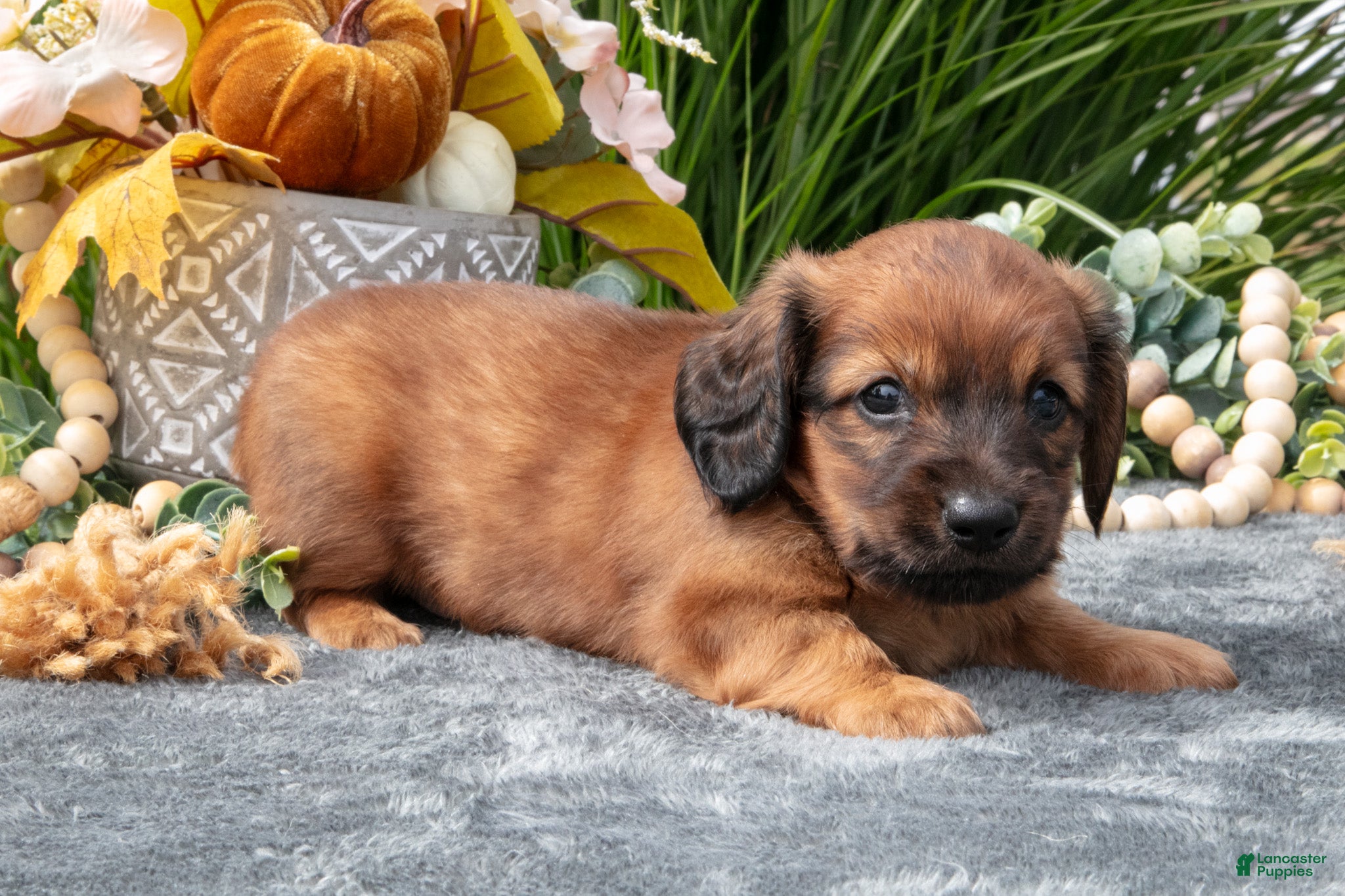 Miniature Dachshund dogs Karter - Ad 2