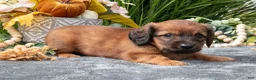 Miniature Dachshund dogs for sale: Karter - Ad 2