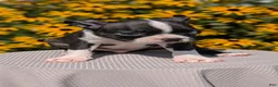 Boston Terrier dogs for sale: Tripp - Ad 7