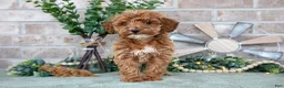 Mini Goldendoodle dogs for sale: Peony - Ad 3