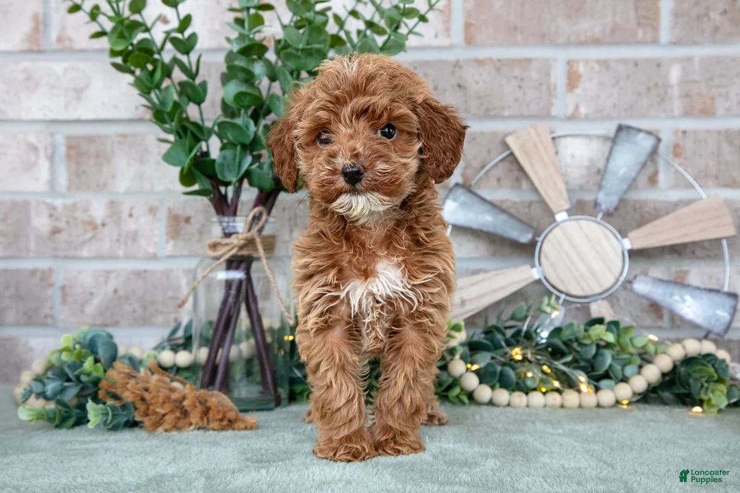 Mini Goldendoodle dogs for sale: Peony - Ad 3