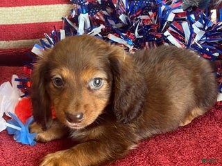 Dachshund dogs - Ad 6