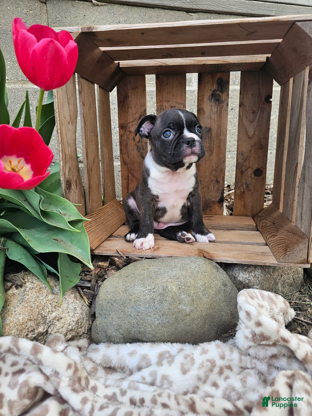 Boston Terrier dogs for sale: Magic - Ad 8