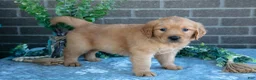 Golden Retriever dogs for sale: Polly - Ad 2
