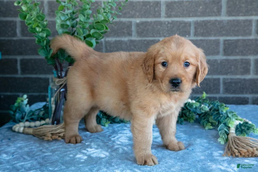 Golden Retriever dogs for sale: Polly - Ad 2