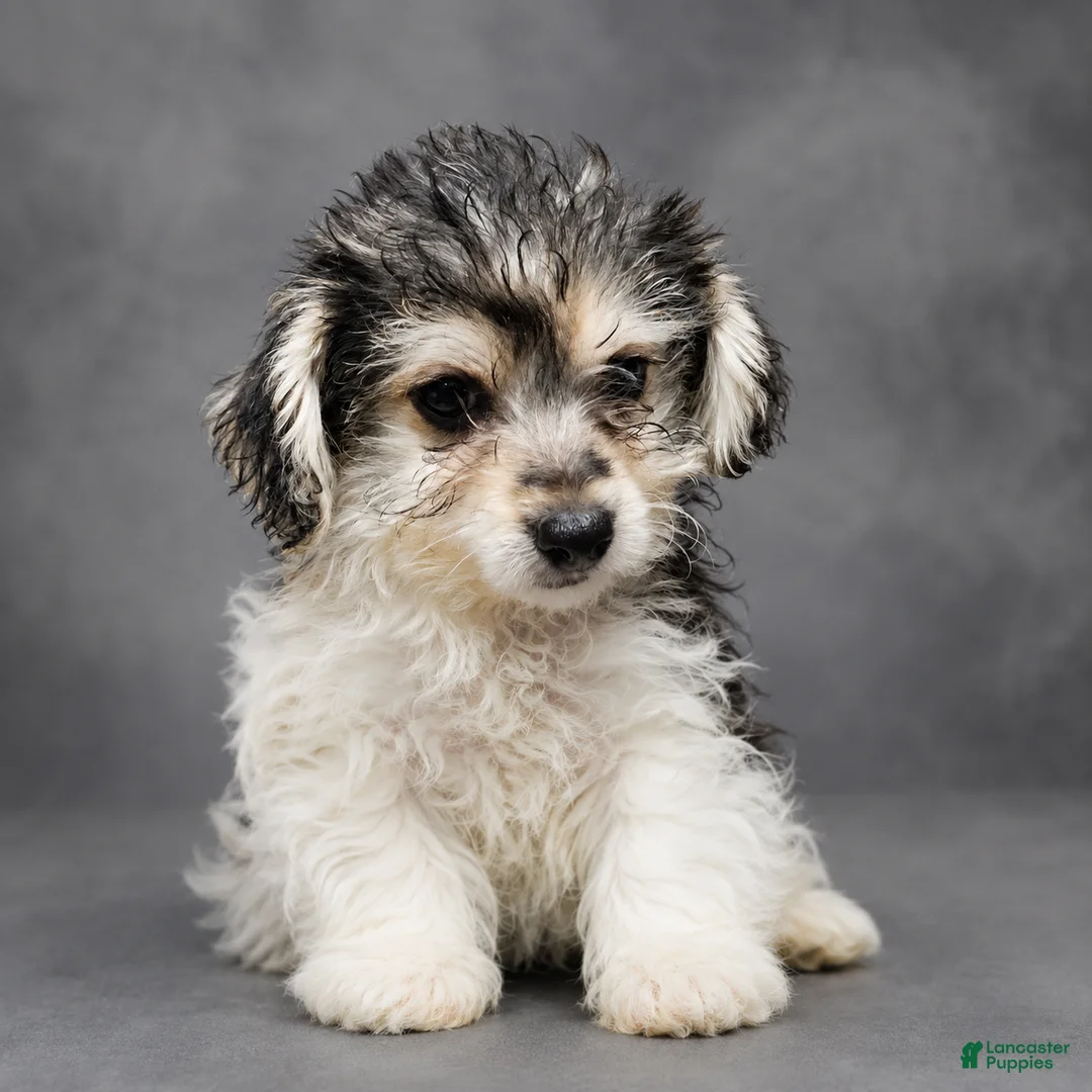 Yochon dogs for sale: Lester - Ad 1