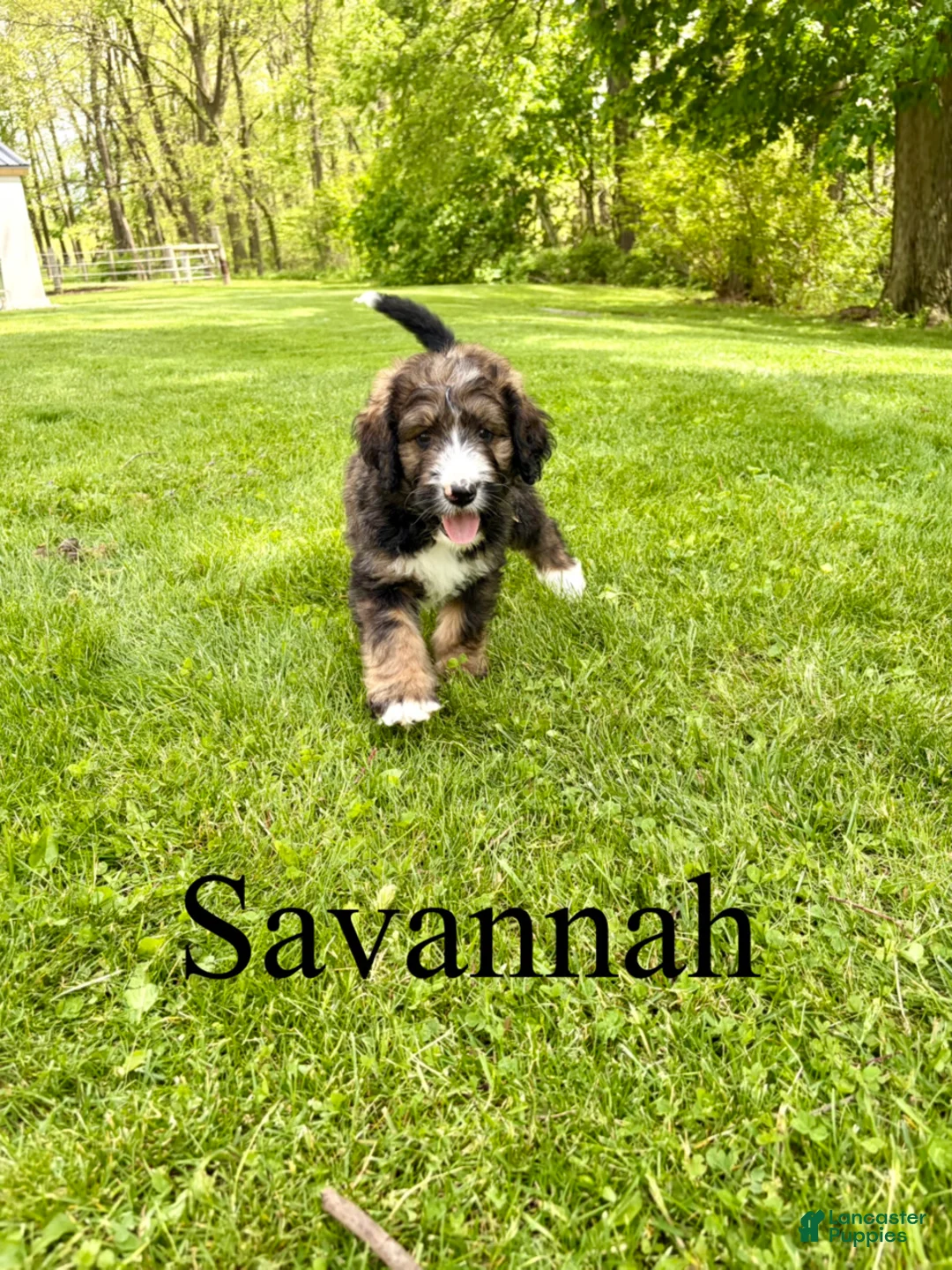 Bernedoodle dogs for sale: Savannah- Standard F1 - Ad 1