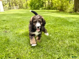Bernedoodle dogs Savannah- Standard F1 - Ad 32