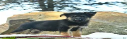 German Shepherd dogs for sale: Ace  - Ad 5