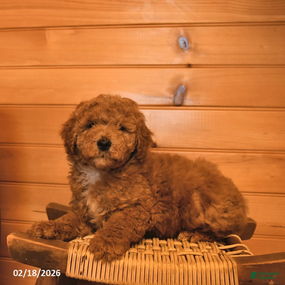 Mini Goldendoodle dogs for sale: Reese  - Ad 3
