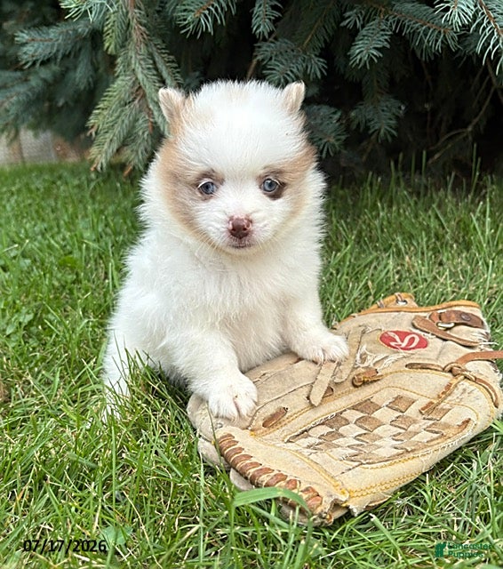 Pomeranian dogs Pixie - Ad 1