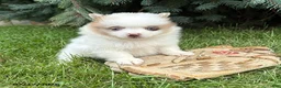 Pomeranian dogs for sale: Pixie - Ad 1
