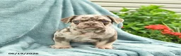 French Bulldog dogs for sale: Duke  - Ad 2