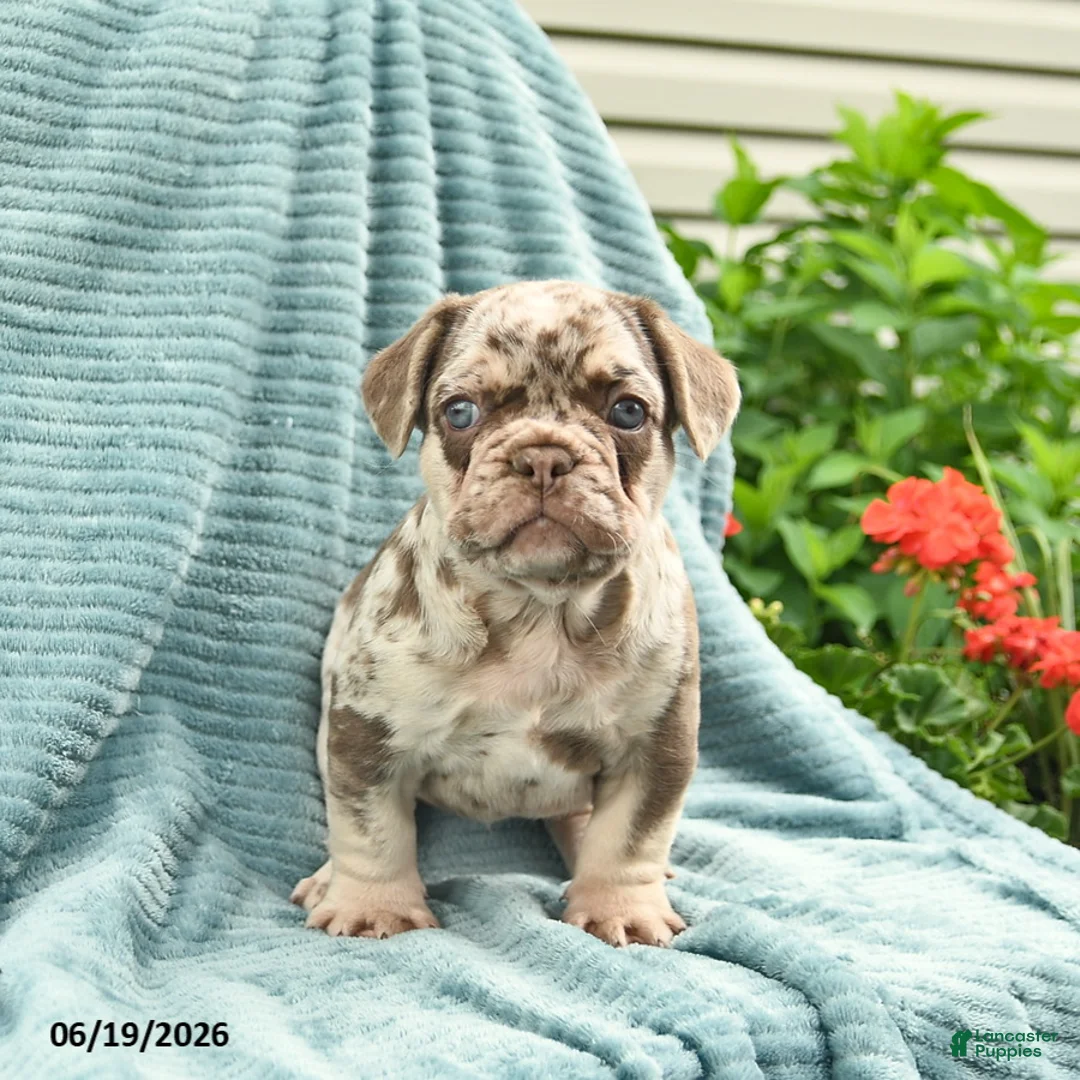 French Bulldog dogs for sale: Duke  - Ad 2