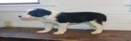 Border Collie dogs for sale: Parker - Ad 4
