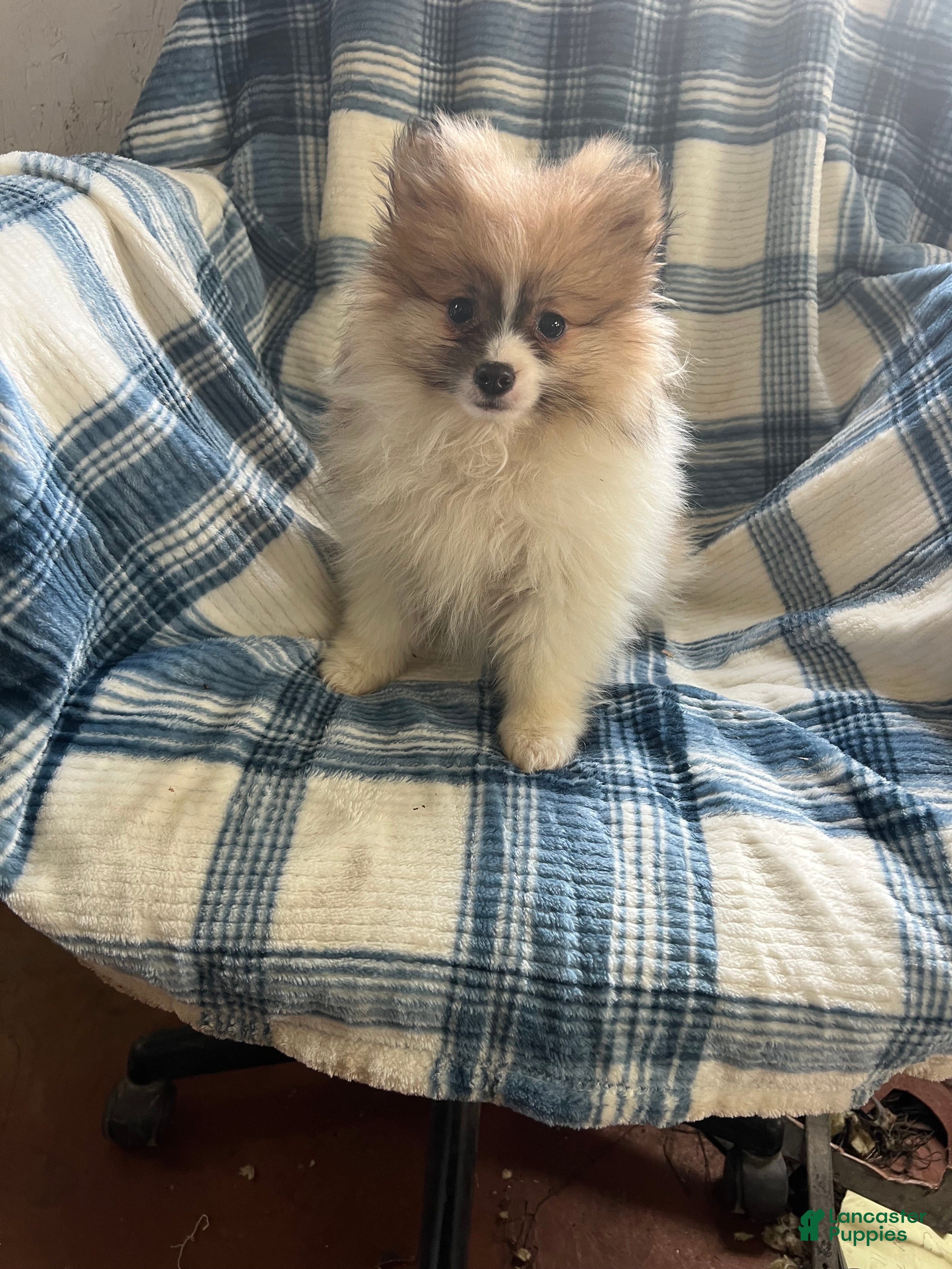 Pomeranian dogs Sweet Pea - Ad 13