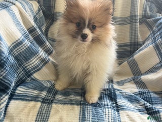 Pomeranian dogs Sweet Pea - Ad 13