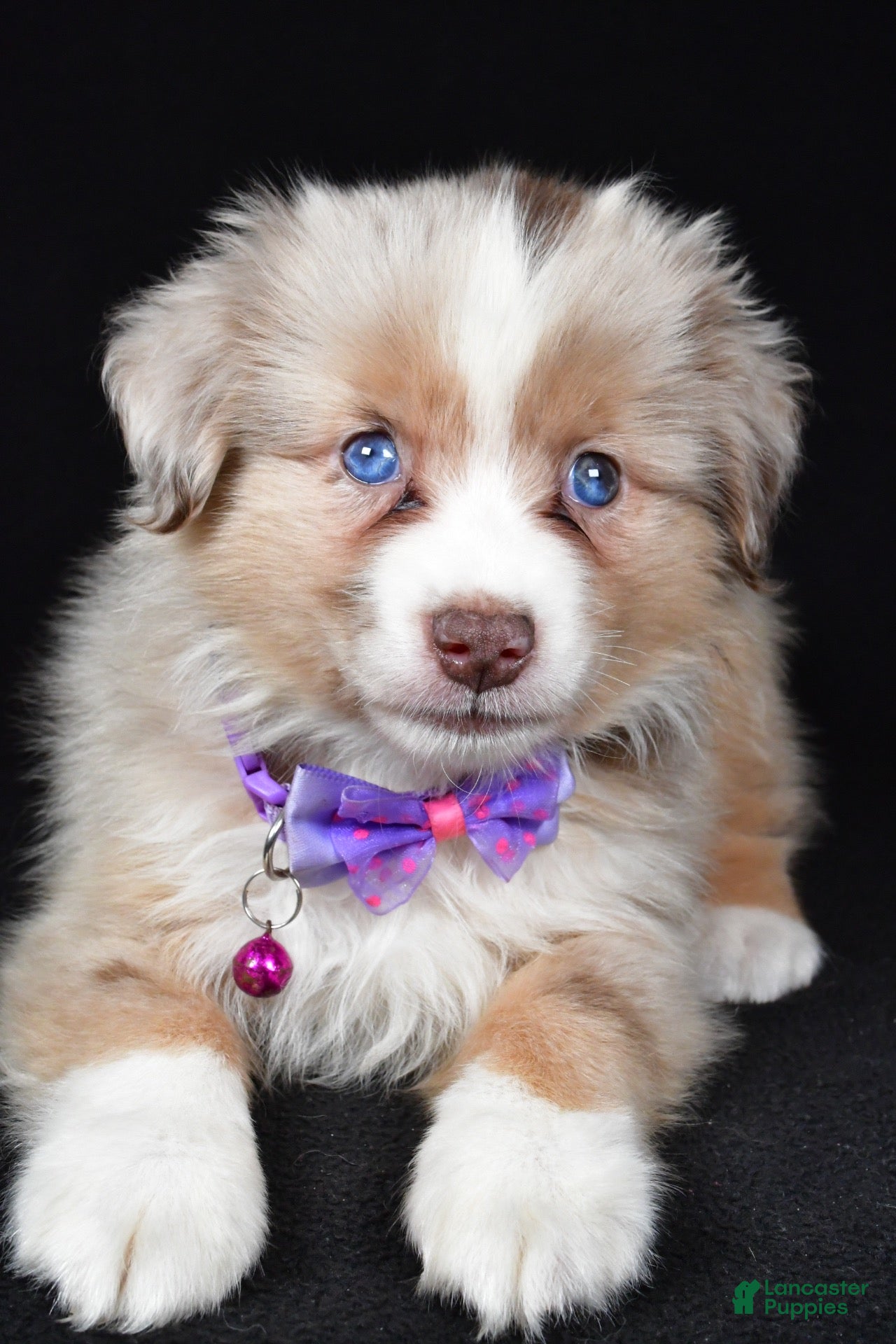Miniature Australian Shepherd dogs for sale: Diana - Ad 2