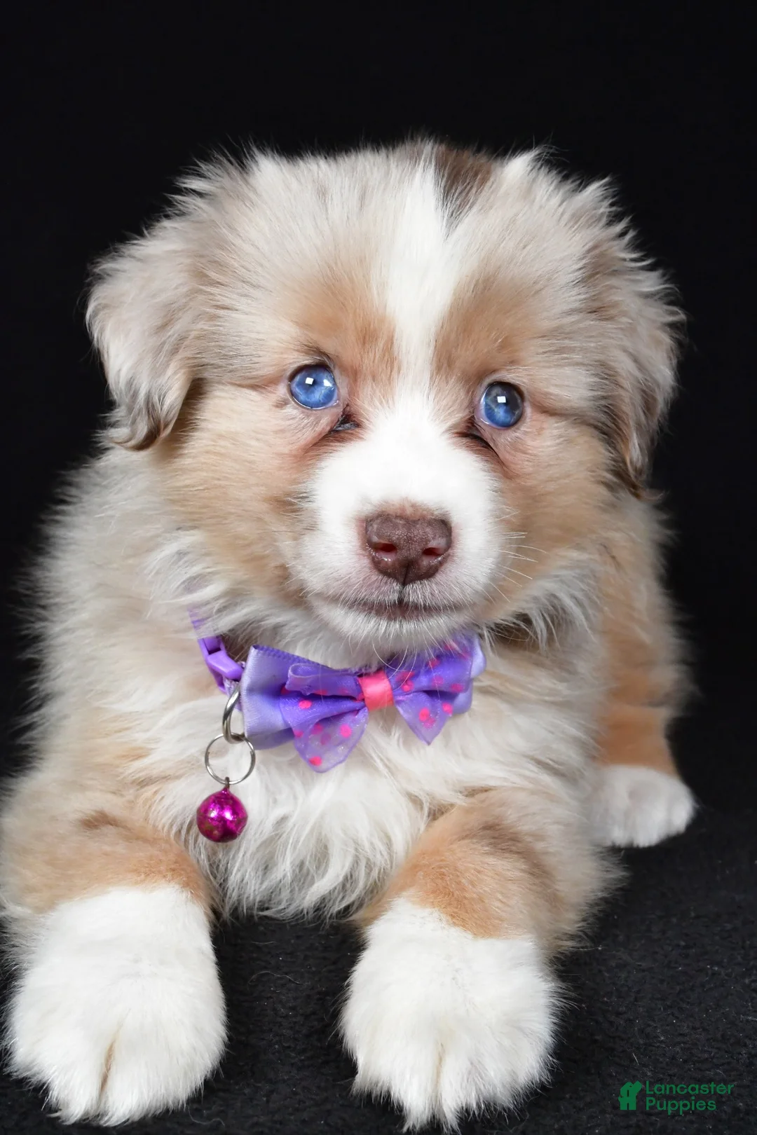 Miniature Australian Shepherd dogs for sale: Diana - Ad 2