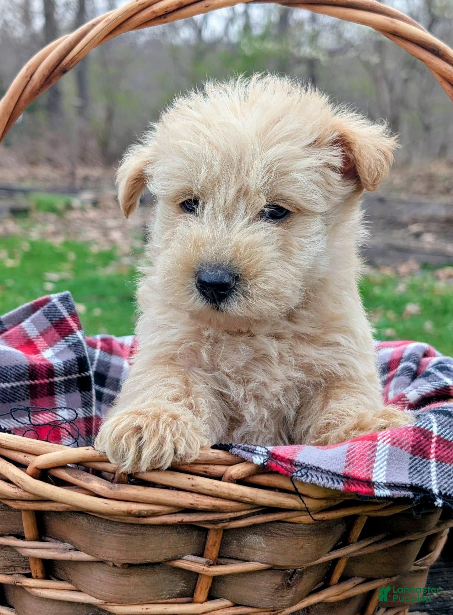 Mixed Breed dogs Gunner - Ad 1