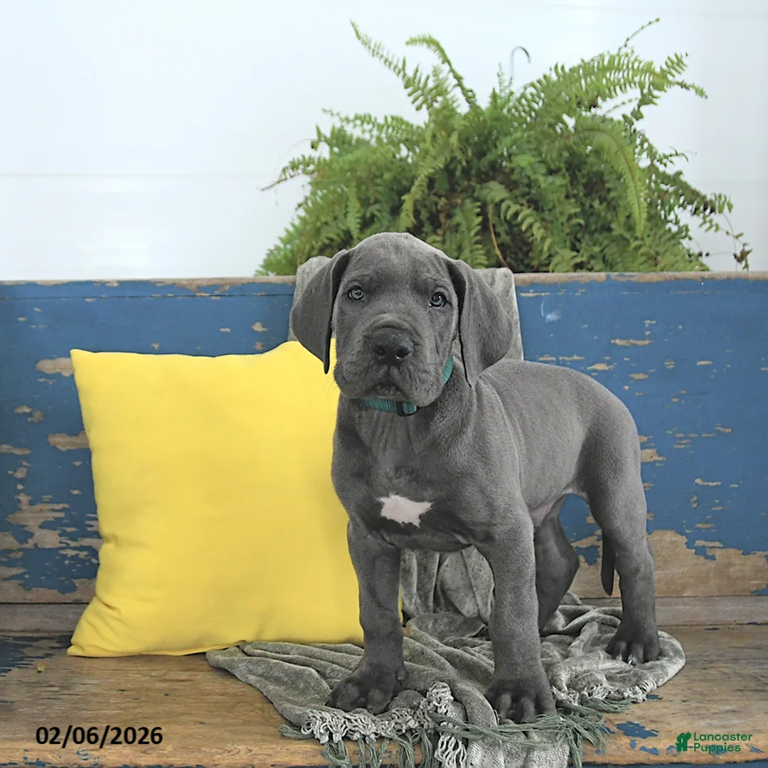 Great Dane dogs for sale: Apollo - Ad 5