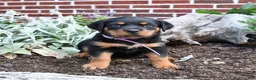 Rottweiler dogs for sale: Birdie - Ad 2