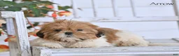 Shih Tzu dogs for sale: Arrow - Ad 3