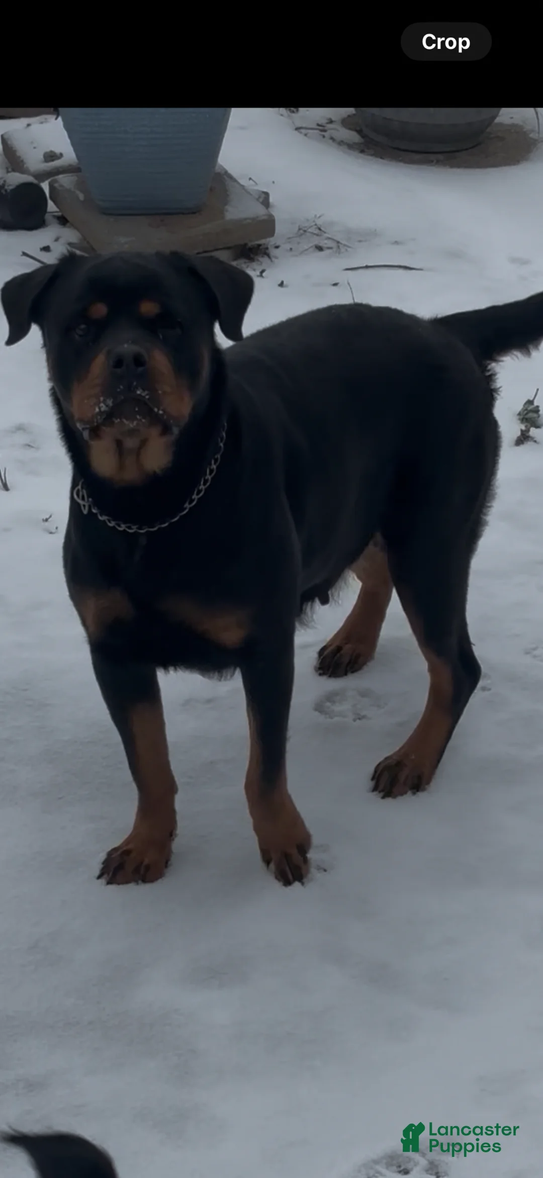 Rottweiler dogs for sale: Rottweiler Puppy 1 - Ad 5