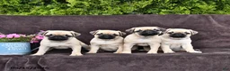Pug dogs for sale: Dixon - Ad 5