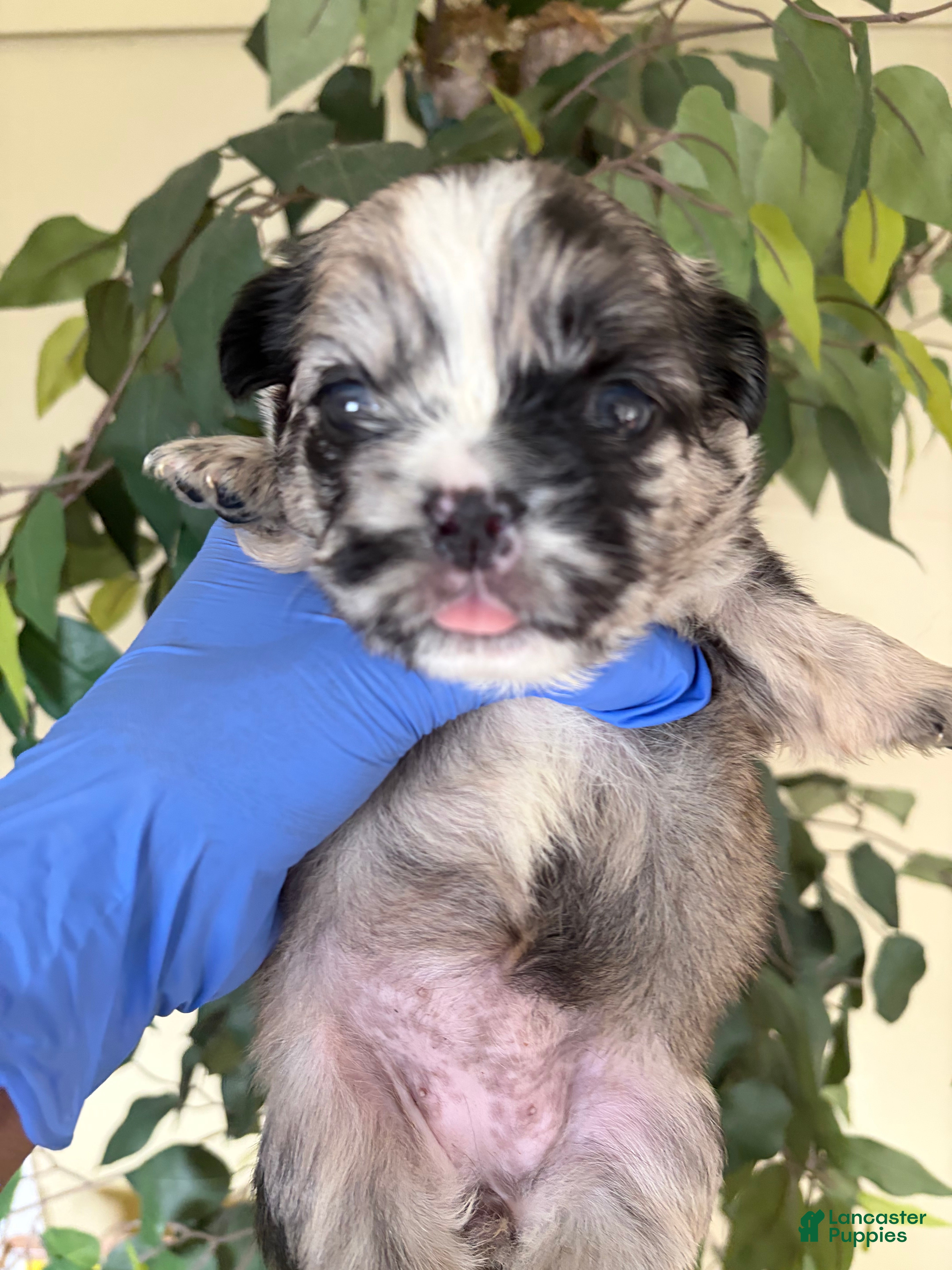 French Bulldog dogs Fluffy frenchie - Ad 34