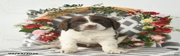 English Springer Spaniel dogs for sale: Dublin  - Ad 1
