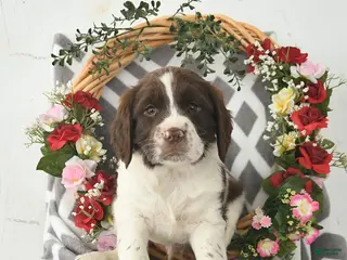 English Springer Spaniel dogs for sale: Dublin - Ad 1