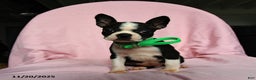 Boston Terrier dogs for sale: Tamara - Ad 1