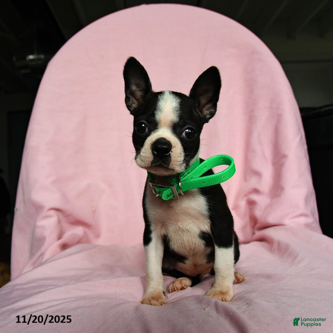 Boston Terrier dogs for sale: Tamara - Ad 1