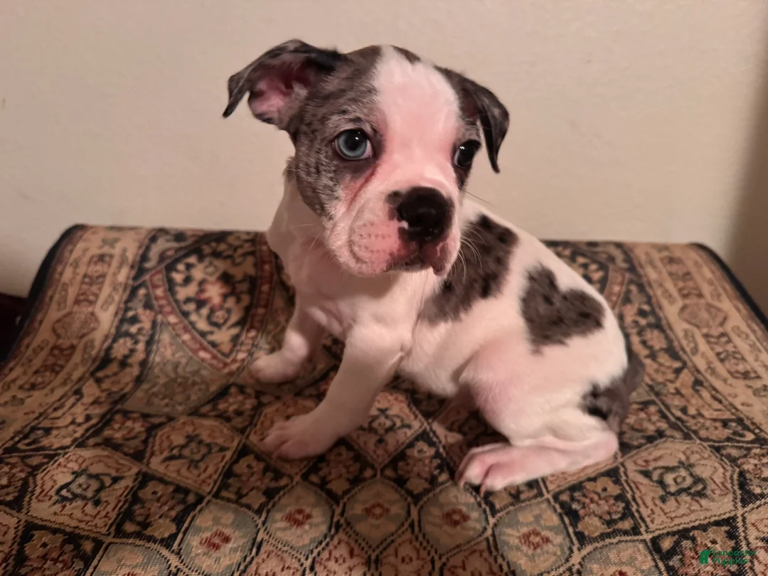 Frenchton dogs for sale: Sasha - Ad 1