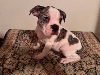 Frenchton dogs Sasha - Ad 5