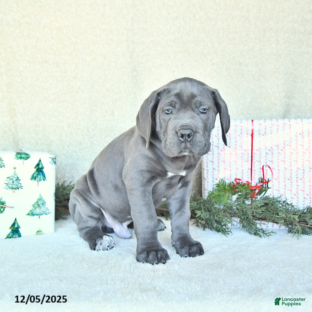 Cane Corso dogs for sale: Axel - Ad 5