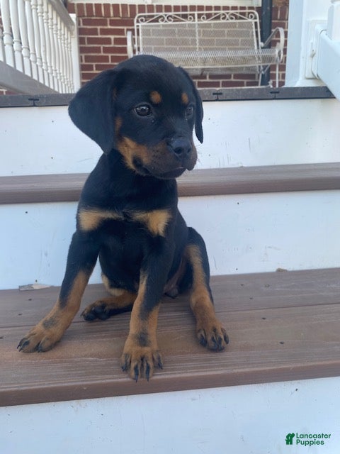 Rottweiler dogs Petunia- miniature - Ad 1