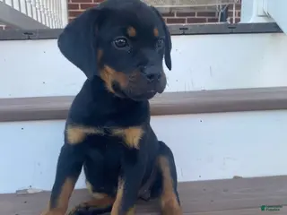 Rottweiler dogs for sale: Petunia- miniature - Ad 2