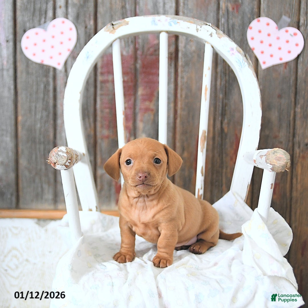 Miniature Dachshund dogs for sale: Bella   - Ad 5