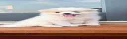 Pomeranian dogs for sale: Pomeranian 1 - Ad 3