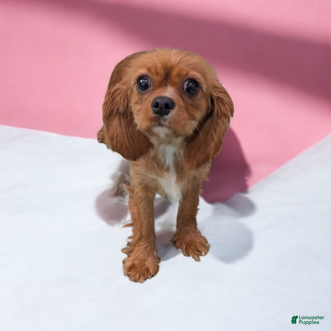 Cavapoo dogs for sale: Parley - Ad 5