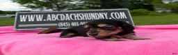 Miniature Dachshund dogs for sale: South African AKC  - Ad 6