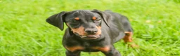 Doberman Pinscher dogs for sale: Reverie - Ad 9