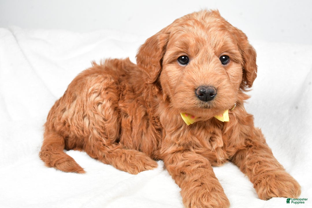 Mini Goldendoodle dogs for sale: Bruce - Ad 5
