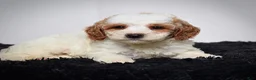 Mini Goldendoodle dogs for sale: Mr. Archie - Ad 8