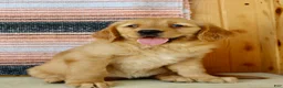 Golden Retriever dogs for sale: Gabbie - Ad 9